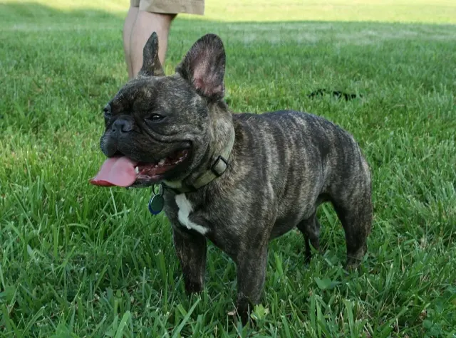 Photo d'un chien de race Bouledogue français