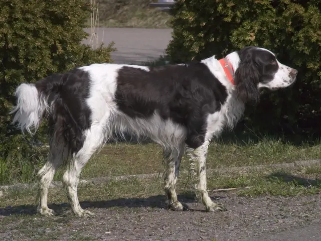 Photo d'un chien de race Épagneul français