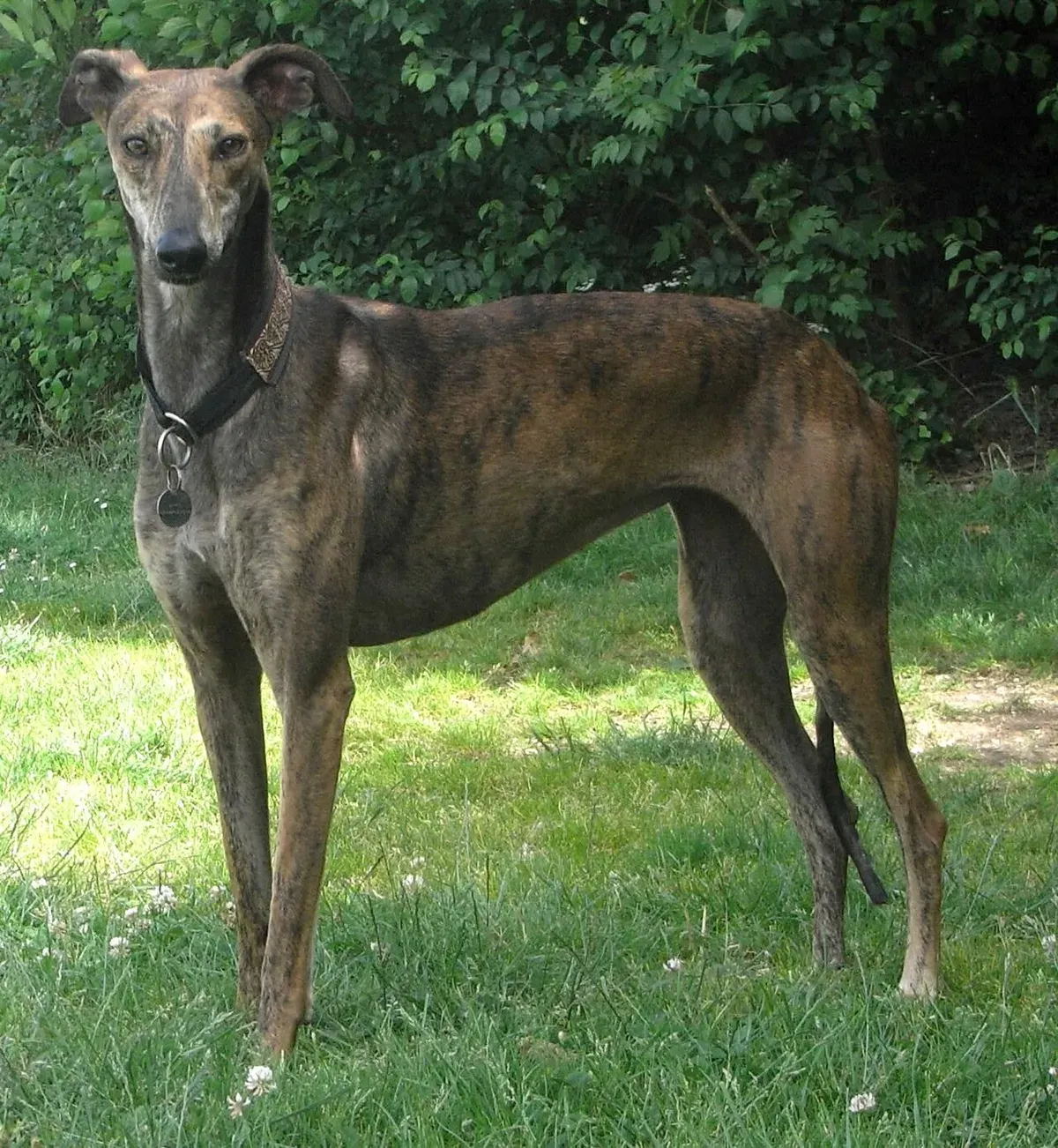 Photo d'un chien de race Lévrier espagnol