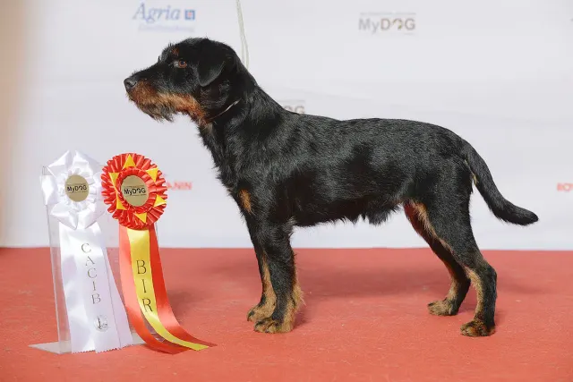 Photo d'un chien de race Terrier de chasse allemand