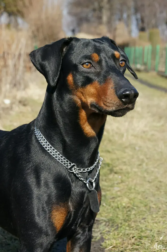 Photo d'un chien de race Pinscher allemand