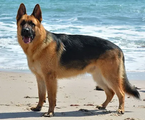 Photo d'un chien de race Berger allemand