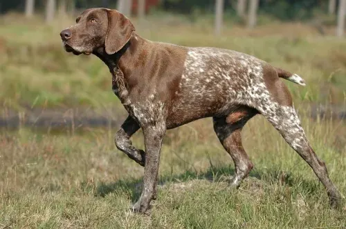 Photo d'un chien de race Braque allemand à poil court