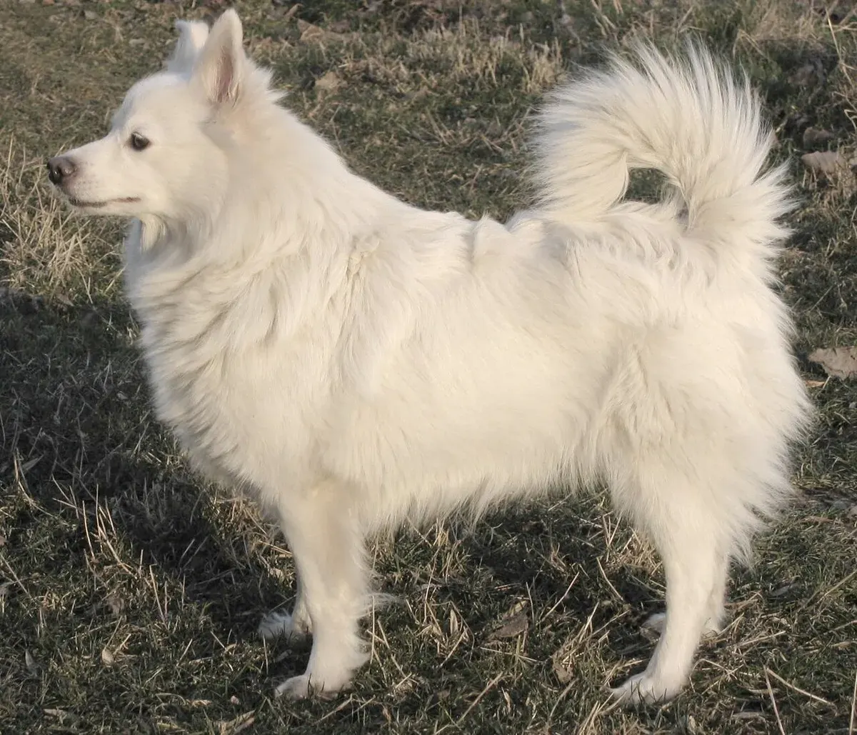 Photo d'un chien de race Spitz allemand