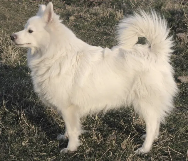 Photo d'un chien de race Spitz allemand