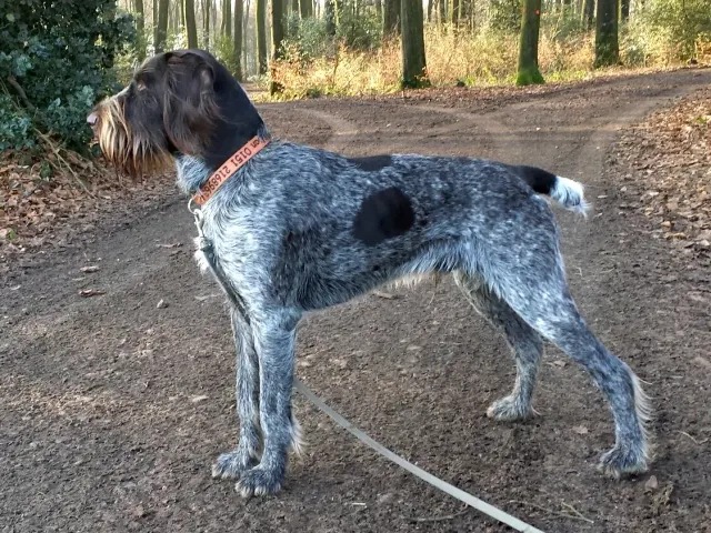 Photo d'un chien de race Braque allemand à poil dur
