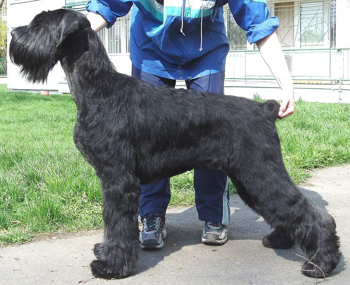 Photo d'un chien de race Schnauzer géant