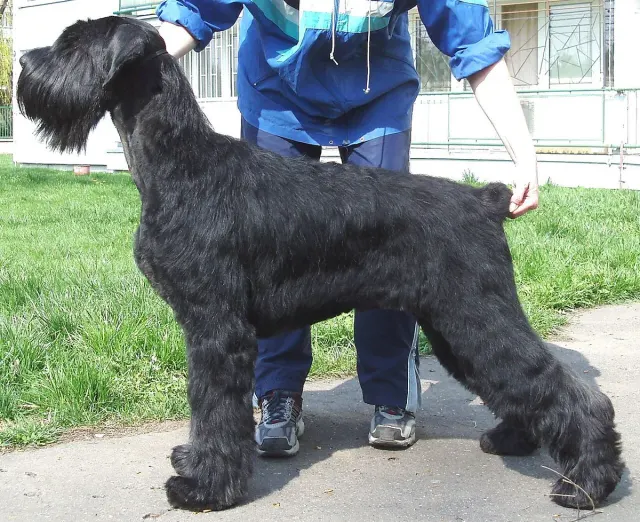Photo d'un chien de race Schnauzer géant