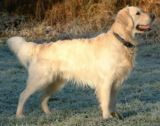 Photo d'un chien de race Golden Retriever