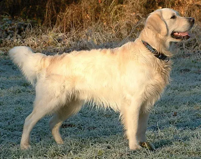 Photo d'un chien de race Golden Retriever
