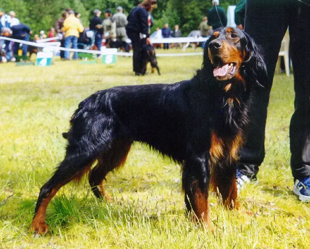 Photo d'un chien de race Setter Gordon