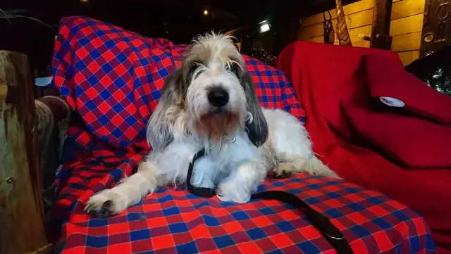 Photo d'un chien de race Grand basset griffon vendéen