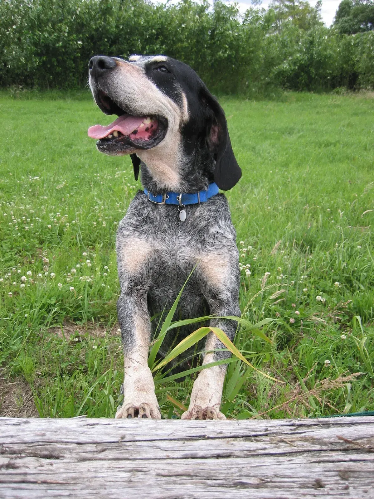 Photo d'un chien de race Grand bleu de Gascogne