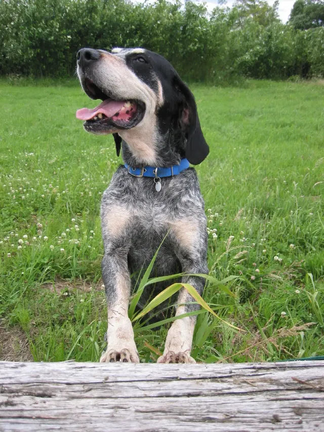 Photo d'un chien de race Grand bleu de Gascogne