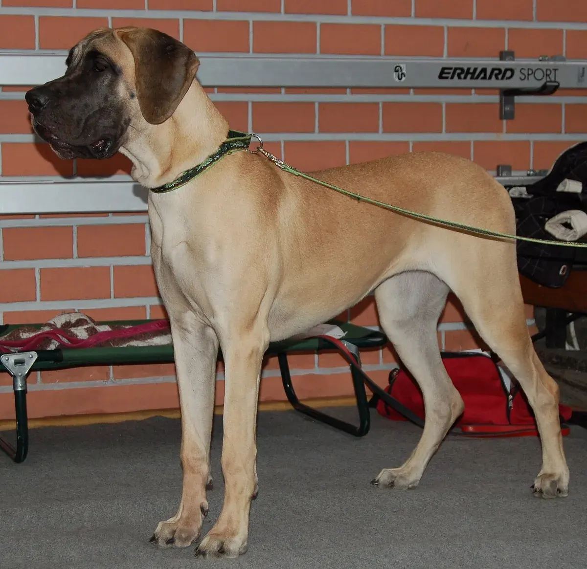 Photo d'un chien de race Dogue allemand