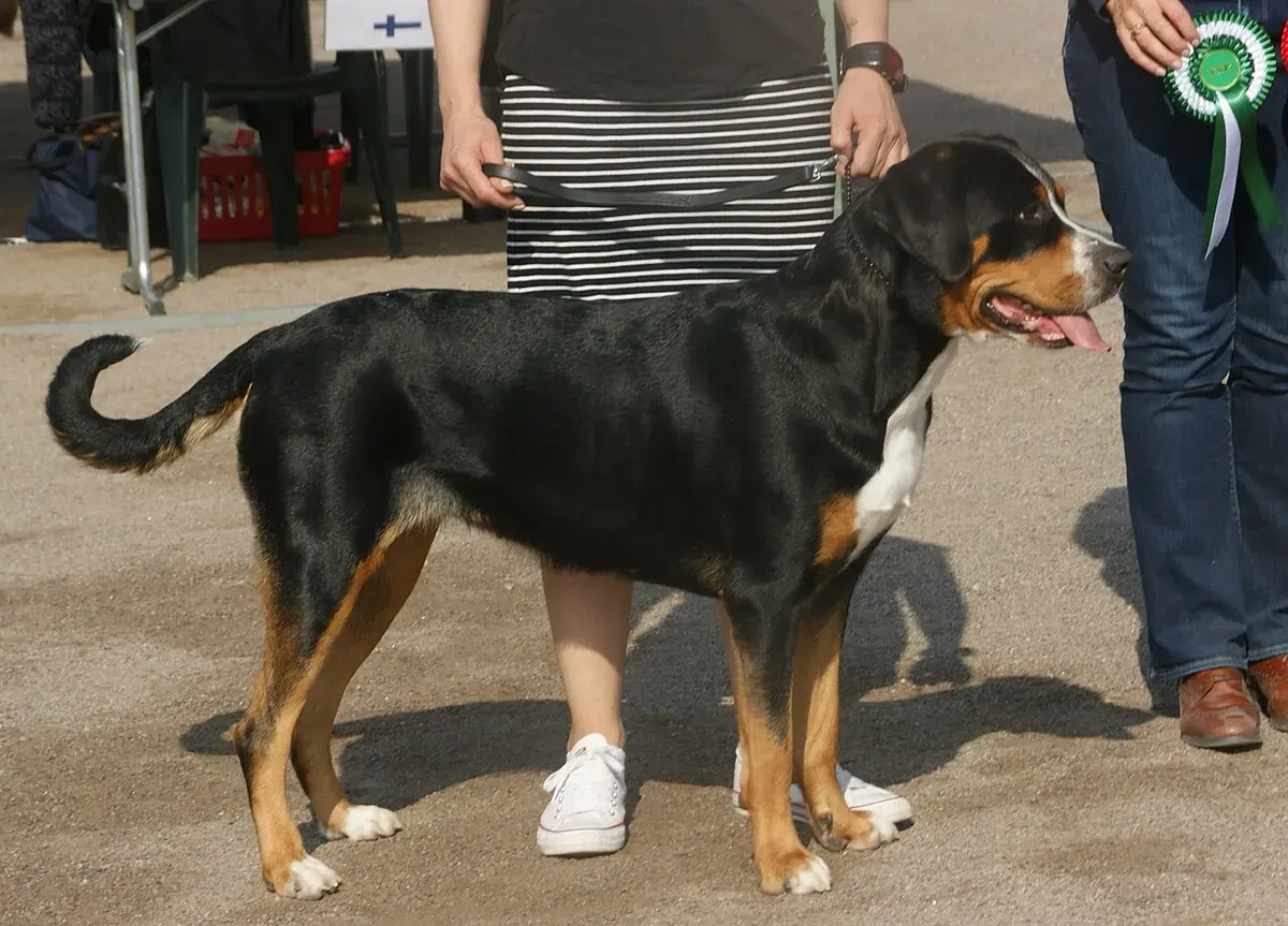 Photo d'un chien de race Grand bouvier suisse