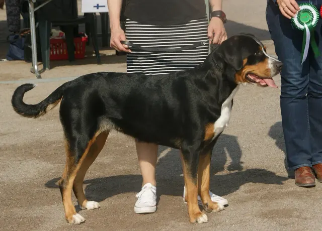 Photo d'un chien de race Grand bouvier suisse
