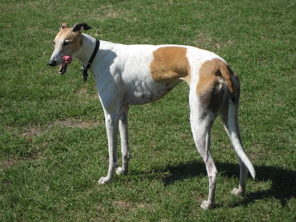 Photo d'un chien de race Greyhound