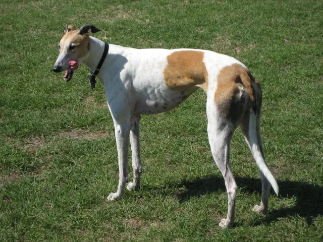 Photo d'un chien de race Greyhound
