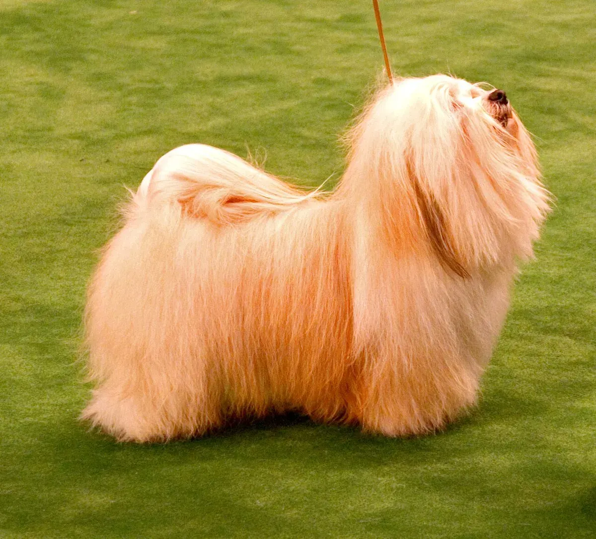 Photo d'un chien de race Bichon havanais