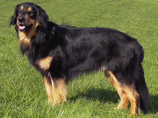Photo d'un chien de race Hovawart