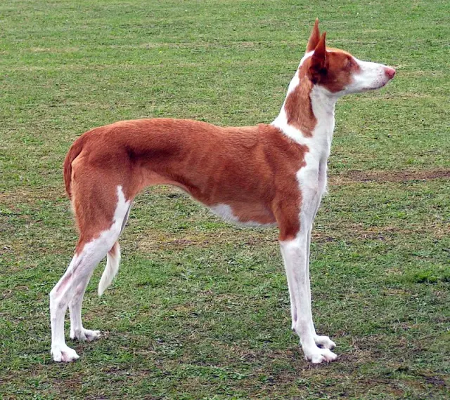 Photo d'un chien de race Podenco d'Ibiza