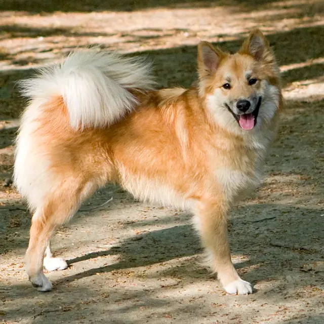 Photo d'un chien de race Chien de berger islandais
