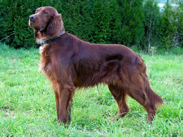 Photo d'un chien de race Setter irlandais rouge