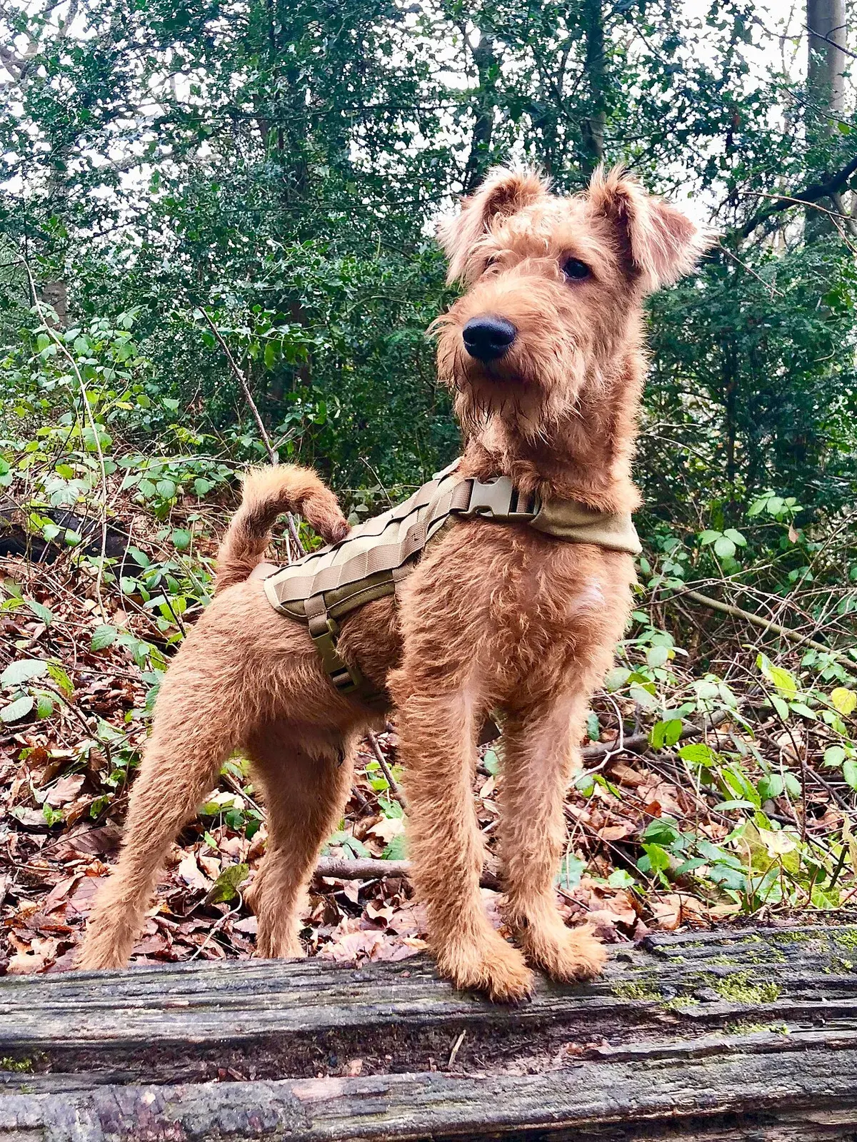 Photo d'un chien de race Terrier irlandais