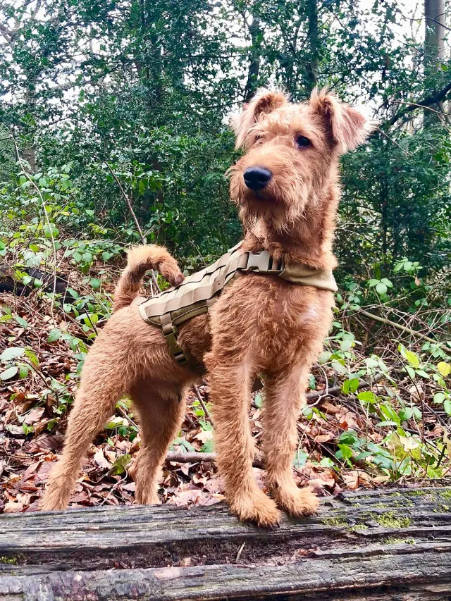 Photo d'un chien de race Terrier irlandais