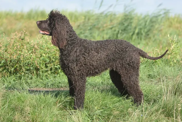 Photo d'un chien de race Épagneul d'eau irlandais