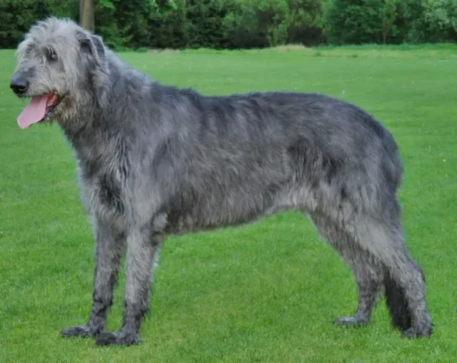 Photo d'un chien de race Lévrier irlandais