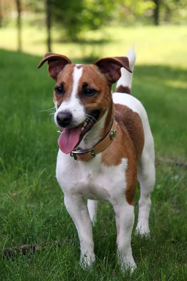 Photo d'un chien de race Jack Russell Terrier