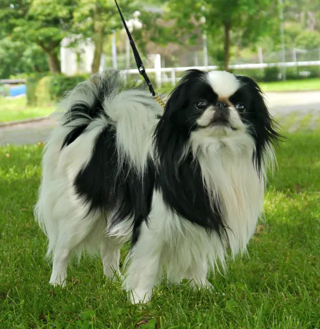 Photo d'un chien de race Épagneul japonais