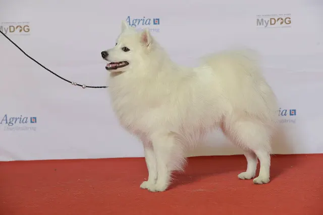 Photo d'un chien de race Spitz japonais