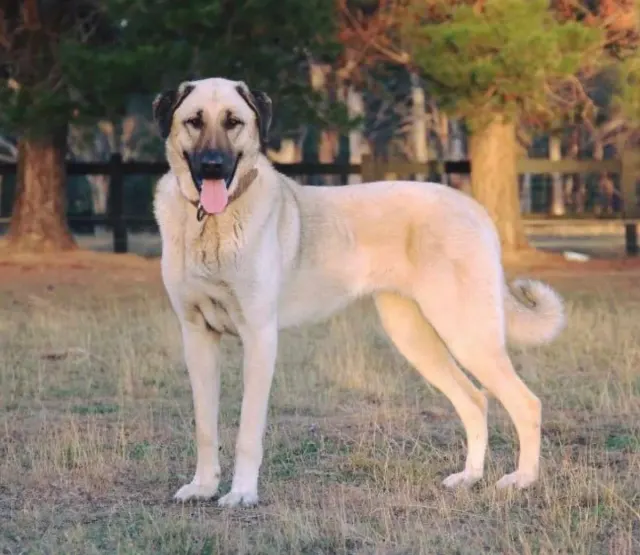 Photo d'un chien de race Berger d'Anatolie (Kangal)