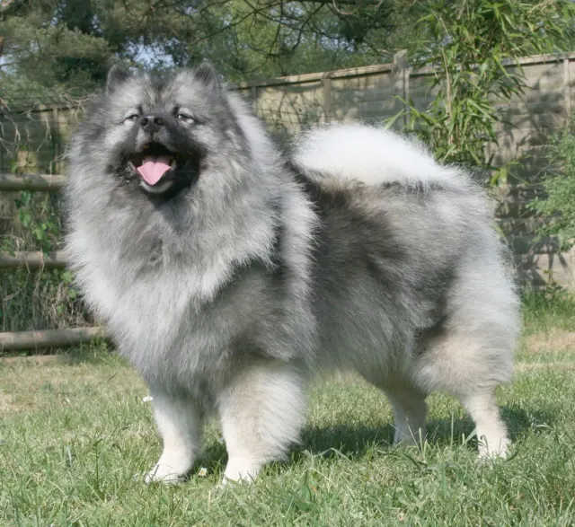 Photo d'un chien de race Spitz-loup (Keeshond)