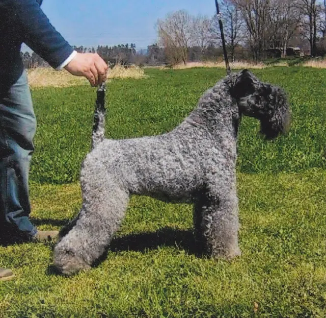 Photo d'un chien de race Kerry Blue Terrier