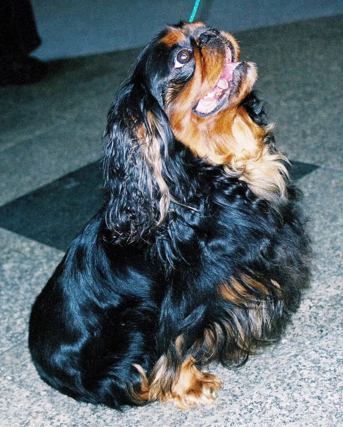 Photo d'un chien de race King Charles