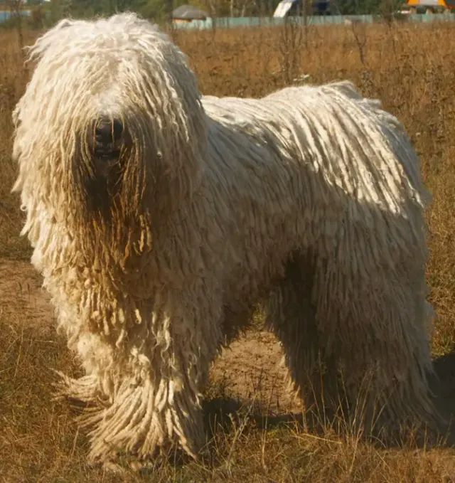 Photo d'un chien de race Komondor