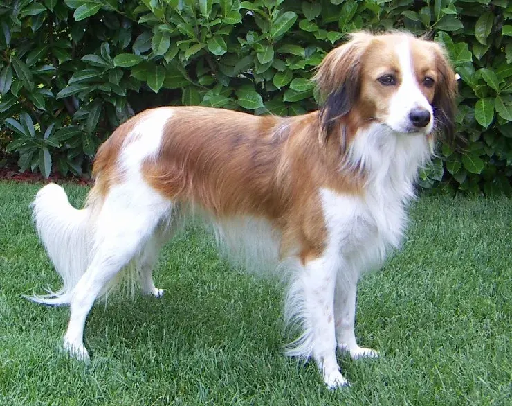 Photo d'un chien de race Petit chien hollandais de chasse au gibier d'eau (Kooikerhondje)
