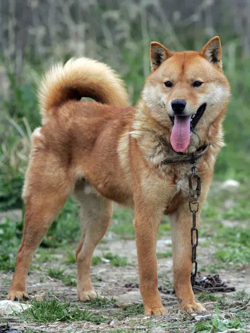 Photo d'un chien de race Jindo coréen