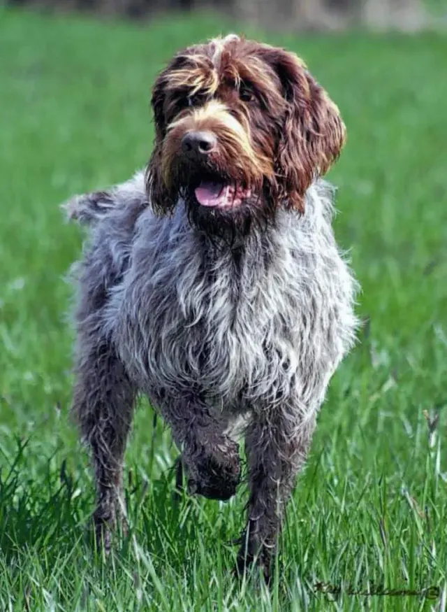 Photo d'un chien de race Griffon d'arrêt à poil dur Korthals