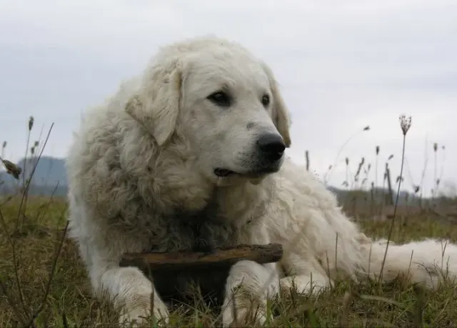 Photo d'un chien de race Kuvasz