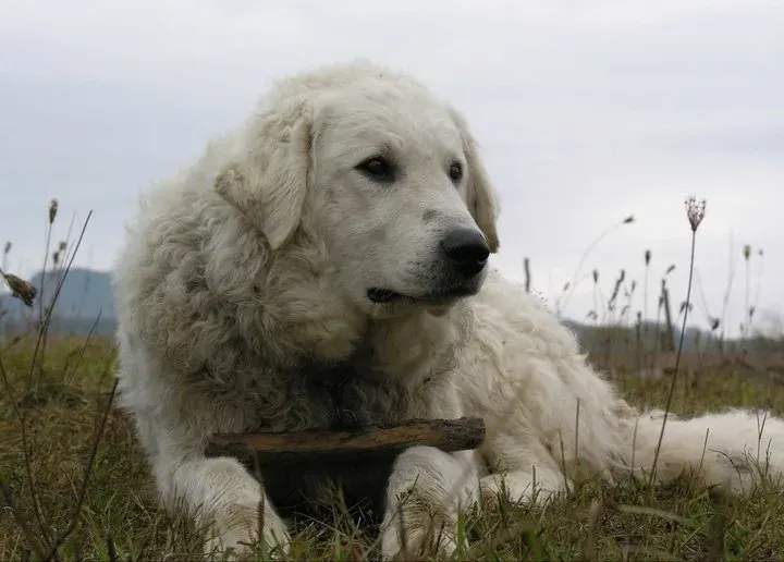 Photo d'un chien de race Kuvasz
