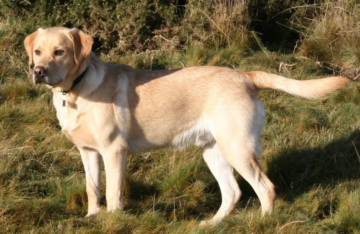 Photo d'un chien de race Labrador Retriever