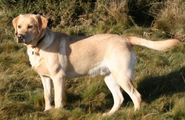 Photo d'un chien de race Labrador Retriever
