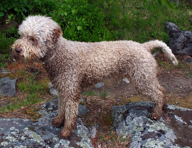Photo d'un chien de race Lagotto romagnolo