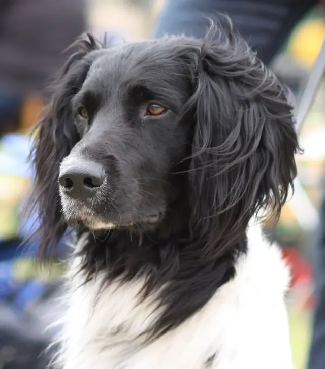 Photo d'un chien de race Grand épagneul de Münster