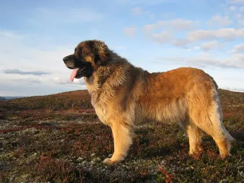 Photo d'un chien de race Leonberger